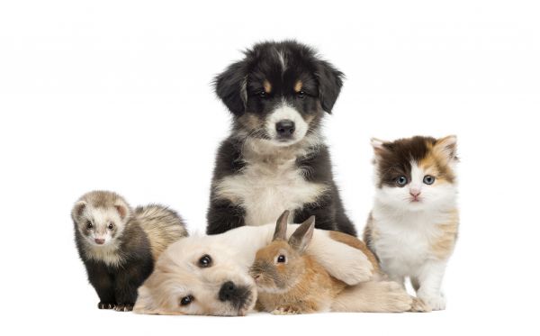 Memphis Pets