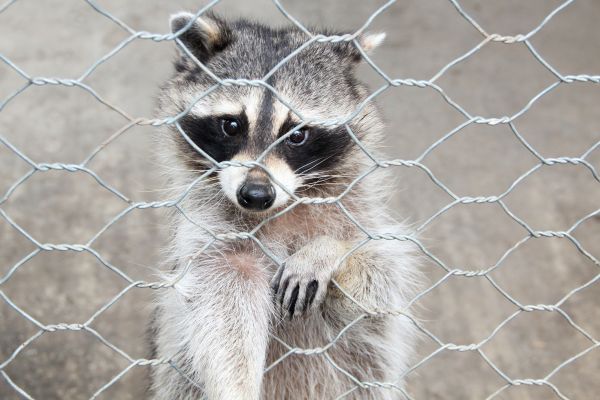 Memphis Wildlife Removal