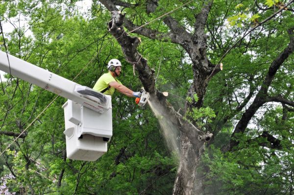 Memphis Tree Trimming