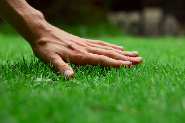 Memphis Lawn Treatment